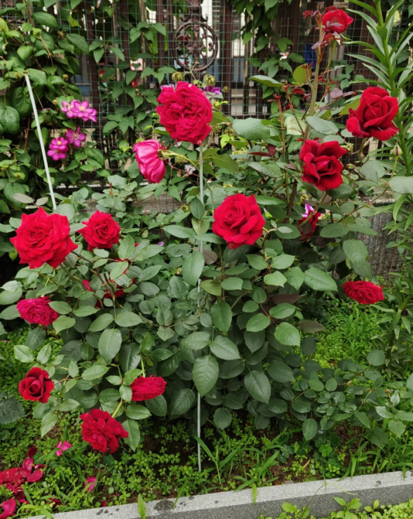 rose botero丨Your roses
