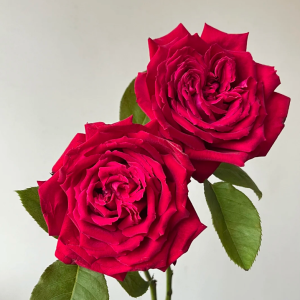 Botero Rose丨Your roses