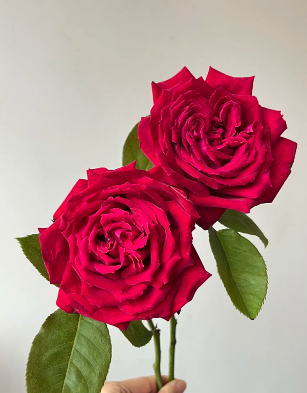 Botero Rose丨Your roses