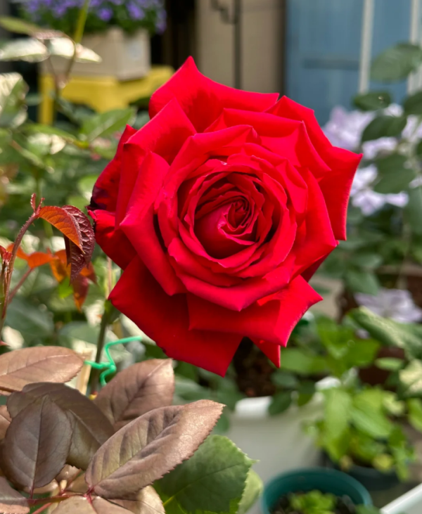 rosa botero丨Your roses