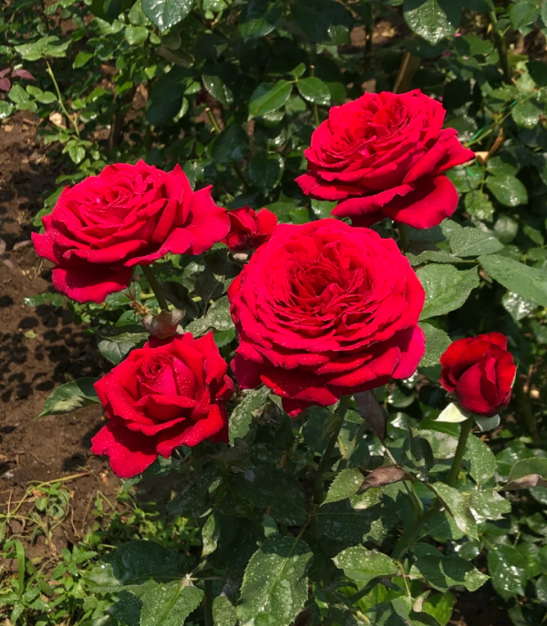 Botero Rose丨Your roses