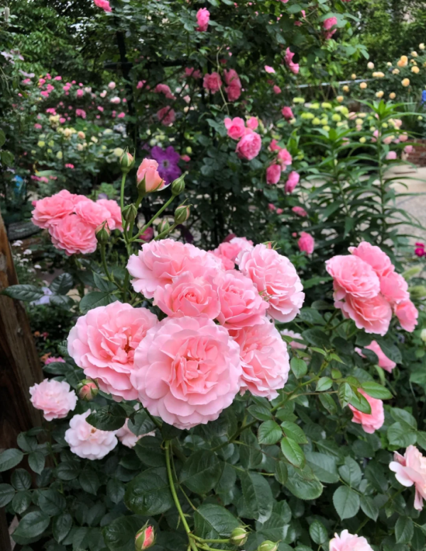 botticelli rose for sale丨Your roses