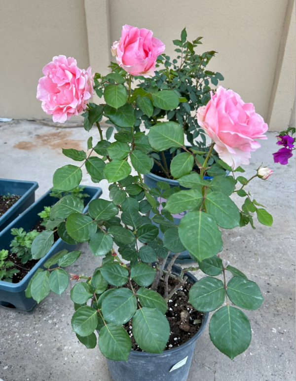 botticelli rose for sale丨Your roses