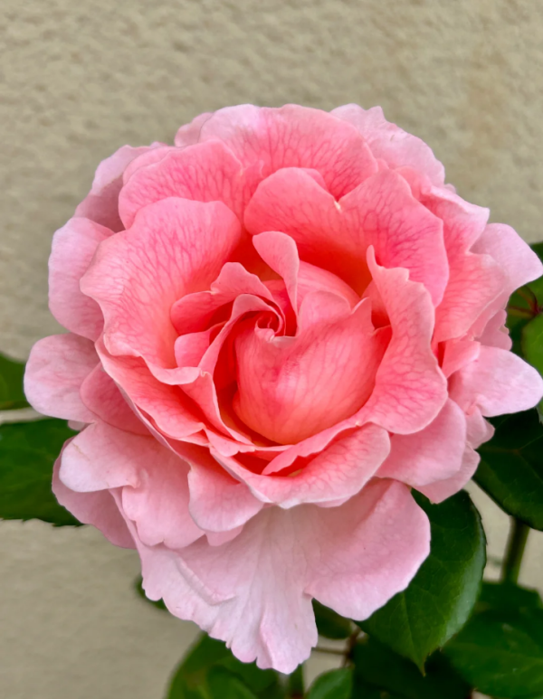 botticelli rose丨Your roses
