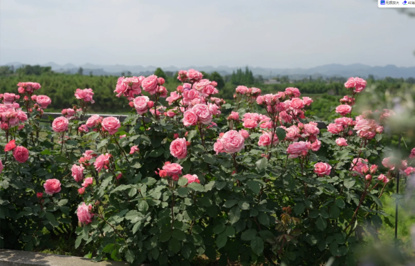 rose botticelli丨Your roses