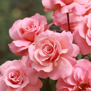 botticelli rose丨Your roses