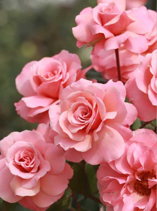 botticelli rose丨Your roses