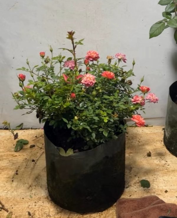 Cache Cache Rose for sale丨Your roses