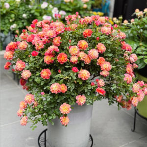 Cache Cache Rose丨Your roses