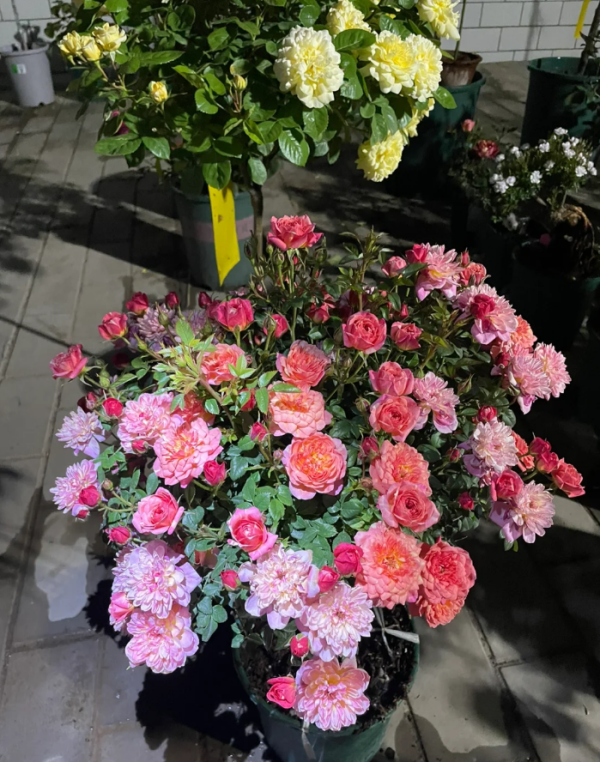 Cache Cache Rose for sale丨Your roses
