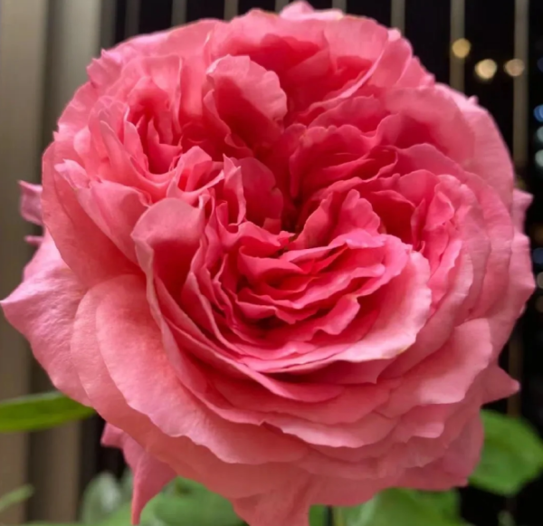 cepheus roses丨Your roses