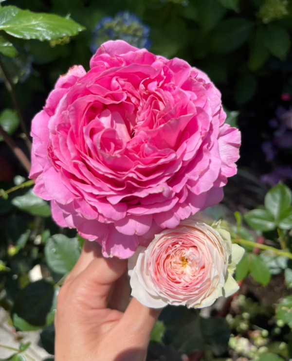 cepheus rose for sale丨Your roses