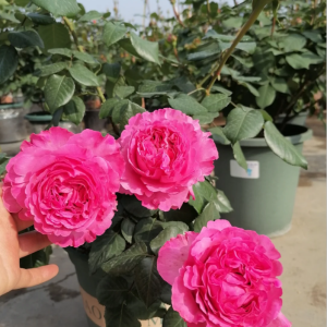 cepheus rose丨Your roses