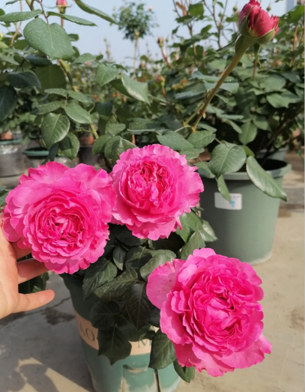 cepheus rose丨Your roses