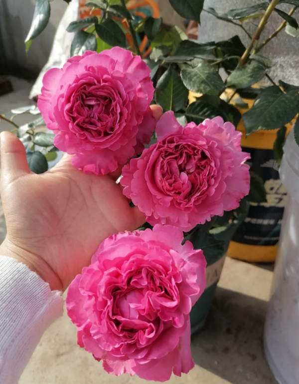 cepheus rose plant丨Your roses