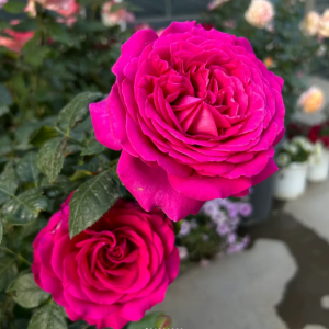 chartreuse de parme rose丨Your roses