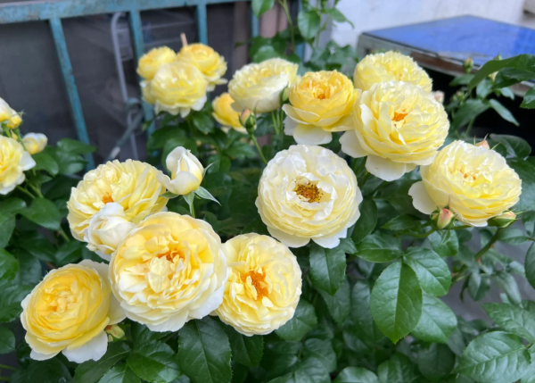 chateau de cheverny rose for sale丨Your roses