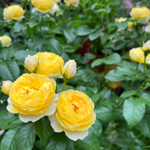 rose chateau de cheverny for sale丨Your roses