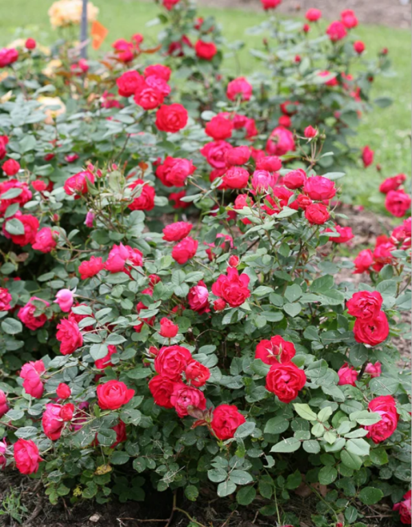 rose cherry bonica for sale丨Your roses
