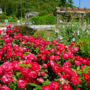 Cherry Bonica Rose丨Your roses