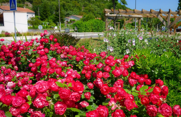 Cherry Bonica Rose丨Your roses