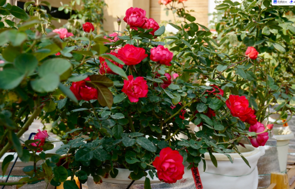 rose cherry bonica丨Your roses