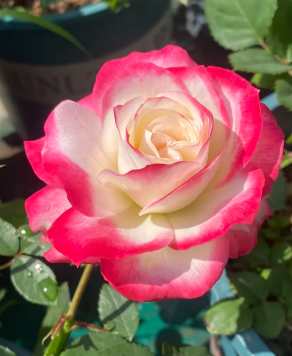 Cherry Parfait Rose for sale丨Your roses