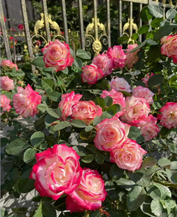 cherry parfait roses丨Your roses