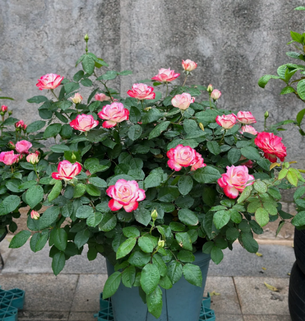 cherry parfait rose bush丨Your roses
