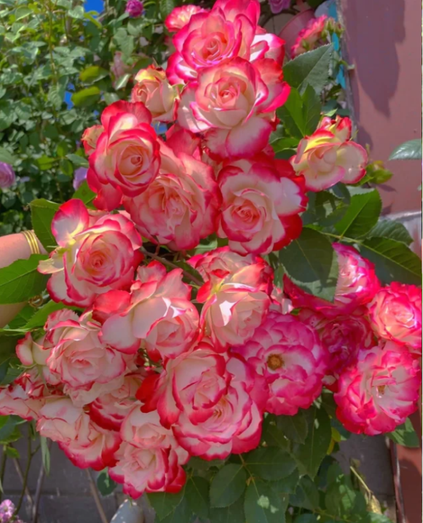 cherry parfait rose plant丨Your roses