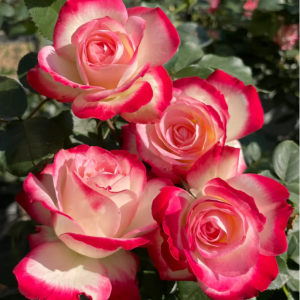 Cherry Parfait Rose丨Your roses