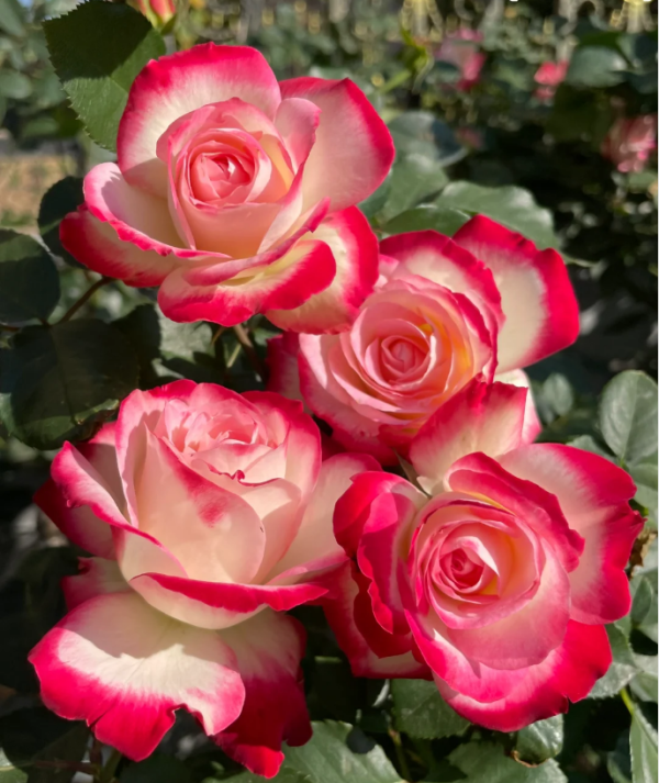 Cherry Parfait Rose丨Your roses