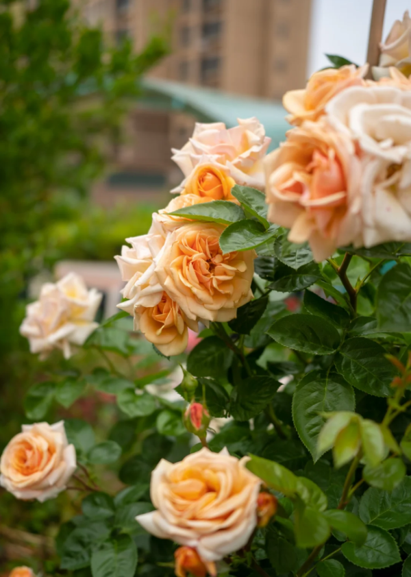 Circle of Life Rose for sale丨Your roses