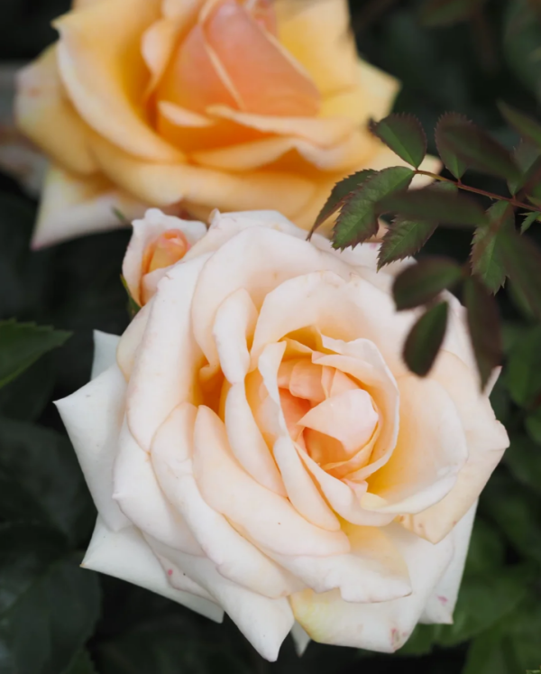 rose circle of life丨Your roses