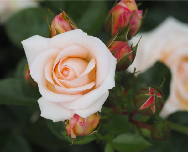 rose circle of life for sale丨Your roses