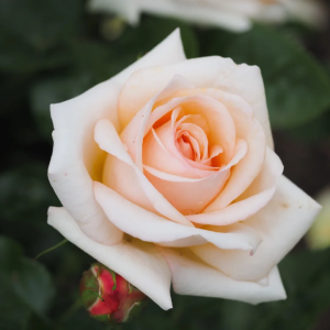 Circle of Life Rose丨Your roses