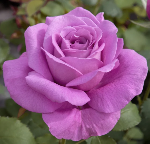 claude brasseur rose for sale丨Your roses