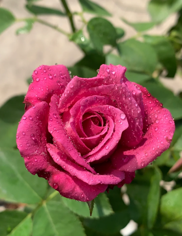 claude brasseur rose plant丨Your roses