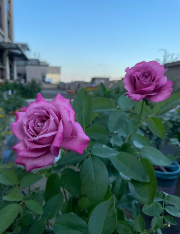 rose claude brasseur丨Your roses