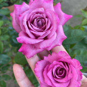 claude brasseur rose丨Your roses
