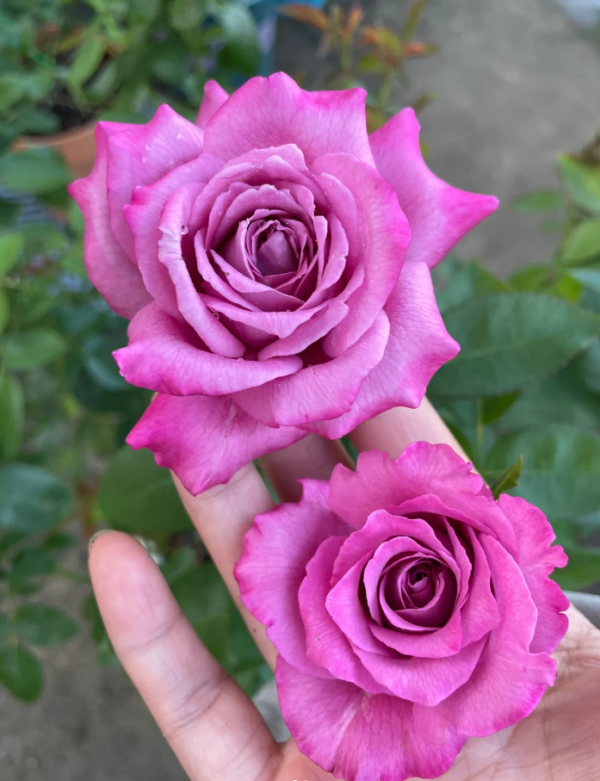 claude brasseur rose丨Your roses