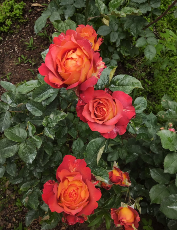 coffee break de la rosa丨Your roses