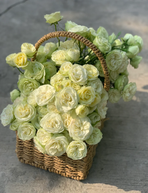 creamy eden roses丨Your roses