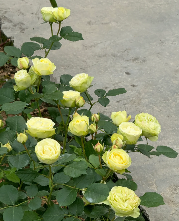 creamy eden rose plant丨Your roses