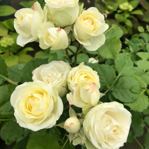 creamy eden rose丨Your roses