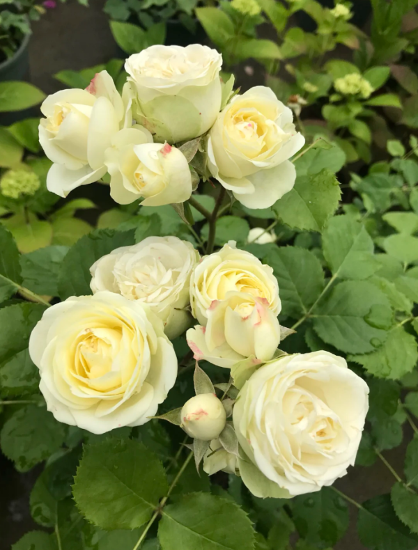 creamy eden rose丨Your roses