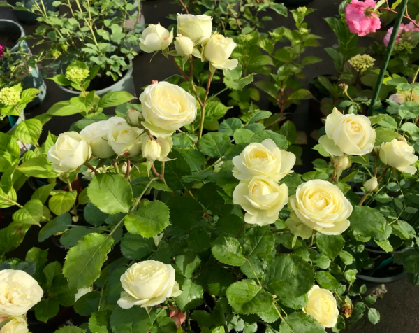 creamy eden rose for sale丨Your roses