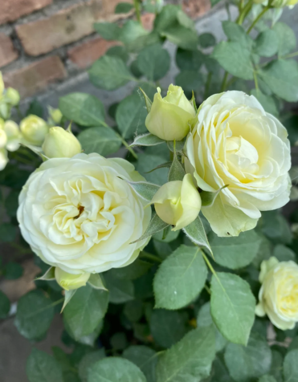 creamy eden rose plant丨Your roses