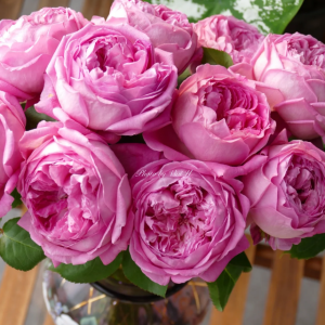 Desirée Rose丨Your roses