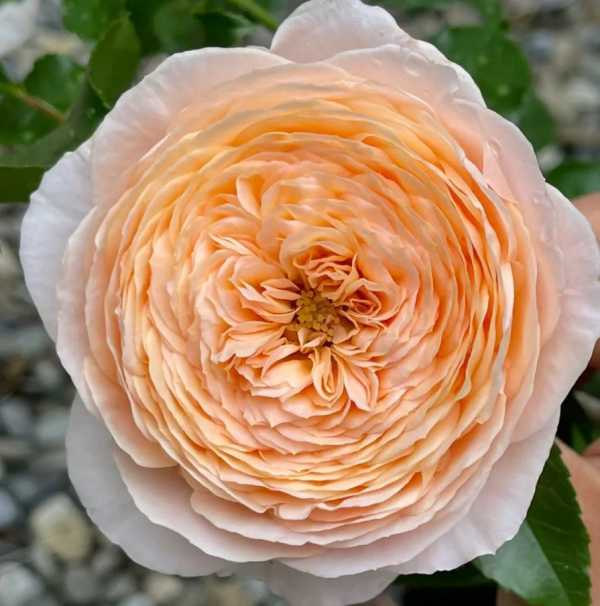 Domaine de Chantilly Rose plant丨Your roses